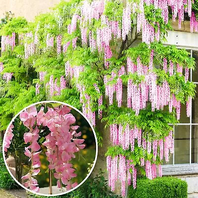 £39.99 • Buy Wisteria Rosea | Pink Flowering Deciduous Hardy Climbing Garden Shrub Plant