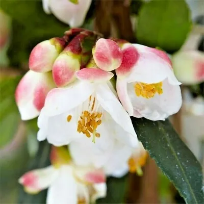 10 CAMELLIA BUXIFOLIA SEEDS - Camellia Japonica  • £5.63