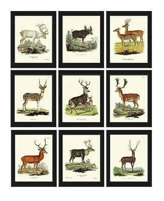 Moose Elk Deer Prints Wall Art Set Of 9 Beautiful Antique Vintage Unframed • $38