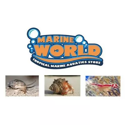 10 Hermit Crabs 1 Cleaner Shrimp 10 Nassarius Snails Marine Cuc • £69.95
