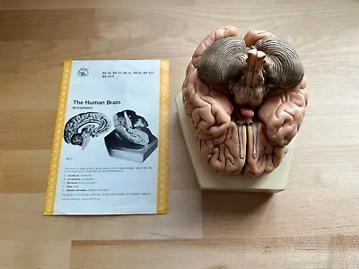 Somso Human Brain - Anatomical Model BS20 9 Parts - VINTAGE W/ Paperwork GREAT • $425