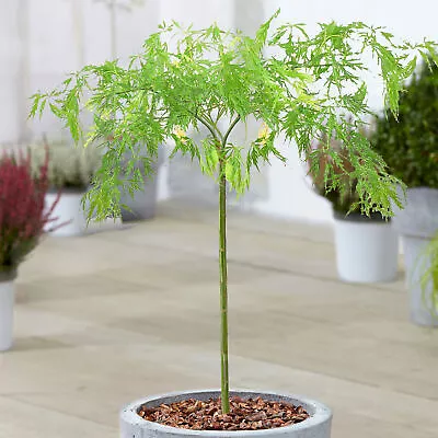 Acer Dissectum Tree | Japanese Maple Potted Ornamental Trees For Small Gardens • £32.99