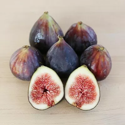 1 Beer’s Black Fig Zones 7-10. Perfect As Potted Plant. Self-pollinating. Live • $19.99
