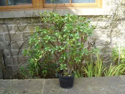 £75 • Buy Large Money Tree  -  Jade Plant   .20 + Years Old    75 Cm Tall   65 Cm Wide