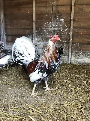 6 XSpangle Morgan Whitehackel American Game Fertile/hatching Eggs Not Shamo/asil • £20