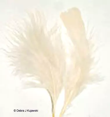 Quality Feathers EGGSHELL Marabou 3-8  L 7 Grams Approx 35 Count • $3.15