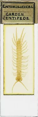 Antique Microscope Slide By Watson Of Garden Centipede • $9