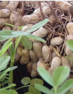 50 Fresh Virginia Peanuts Seeds - Free Seeds Included! • $9.95