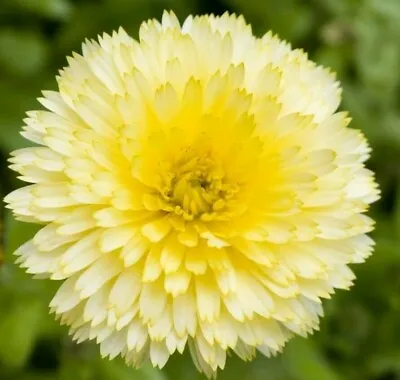 Calendula Pacific Beauty Cream 1500 Seeds+4  FREE PLANT LABEL • £0.99