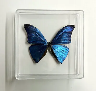 Blue Morpho Butterfly • $49.99
