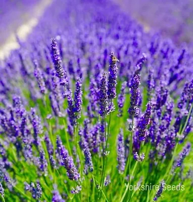 Lavender Common English 1200 Seeds • £2.49