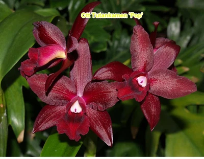 $25 • Buy Orchid Plant 0342. Cattleya Tutenkamen 'Pop' Nice Plant In 100mm Pot