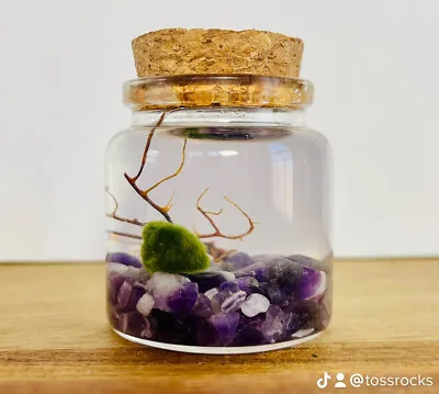 Moss Ball Terrarium Kit Live Moss Ball Crystal Gravel Sea Fan Cork Jar • $21.25