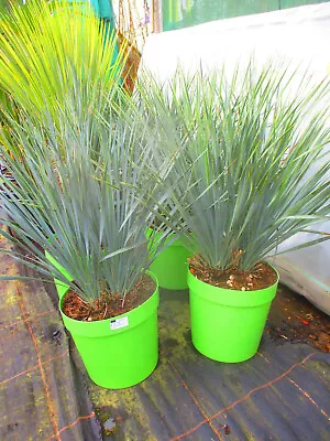 Hardy Beaked Yucca - Yucca Rostrata - 10litre 28inches Inc. Pot • £59.99