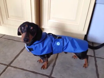 Dachshund  Dog Coat Miniature (made To Measure) MEASURE AS IN ITEM DESCRIPTION • £18.99