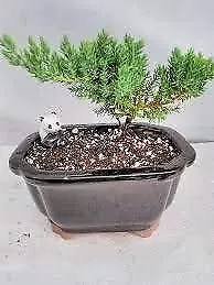 Juniper Pre Bonsai Tree 3 Year Old Live Outdoor In Ceramic Bonsai Pot With Panda • $49.95