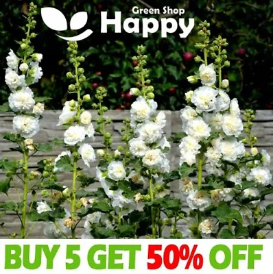 HOLLYHOCK - 50 Seeds - CHATERS DOUBLE TRIUMPH WHITE - Althaea Rosea - Flower • £1.99