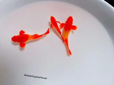 $27.95 • Buy Live Albino Koi Red Ear Guppies Pairs (1 Male, 1 Female)