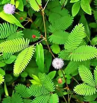 New Dried NIDIKUMBA Leaf Mimosa Paduka Sensitive Plant Organic Natural Ceylontea • $11.89