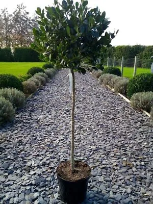 Ilex Aquifolium J C Van Tol - Large Standard Holly Tree • £79.99