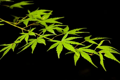 $5 • Buy Japanese Maple Tree Seeds