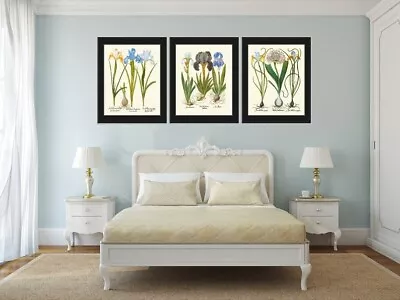 Blue Iris Botanical Prints Wall Art Set Of 3 Beautiful Vintage Garden Unframed • $18