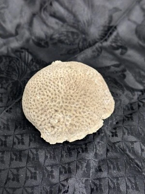 $27 • Buy NATURAL Brain Star Coral Favites Abdita Merulinidae Ocean Sea Reef Marine Decor