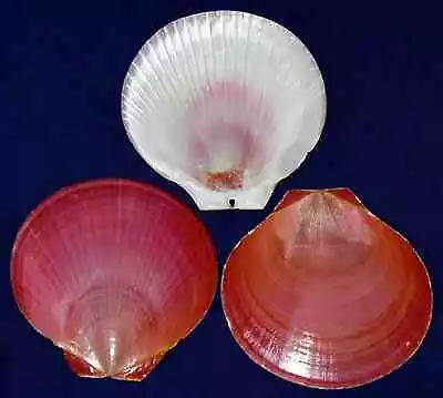 Pink Moon Indian Scallop Half Shells~Craft Seashells ~2-1/2 - 3 ~( 5 Shells) • $7.50