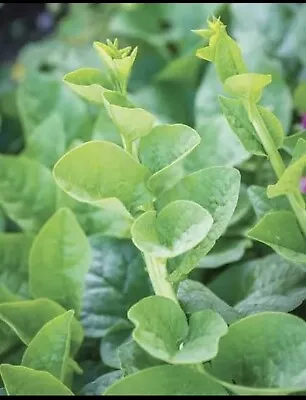 Hat Giong 600+ Green Stem Malabar Vietnamese Spinach Seeds; Mồng Tơi 木耳菜 USA • $4.12