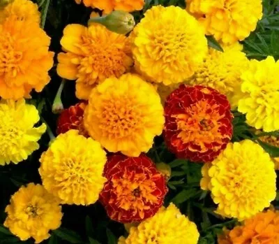 FRENCH MARIGOLD FLOWER SEEDS 100+ PETITE MIX GARDEN Annuals BEES FREE SHIPPING • $1.85