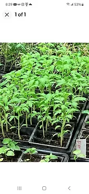 Lot Of 3 Roma Tomato Plants 6 To 10 Inches • $18