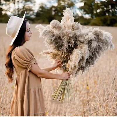 21 Inch 10pcs Luxury Pampas Grass Bohemian Style Natural Dried Flowers • £8.99