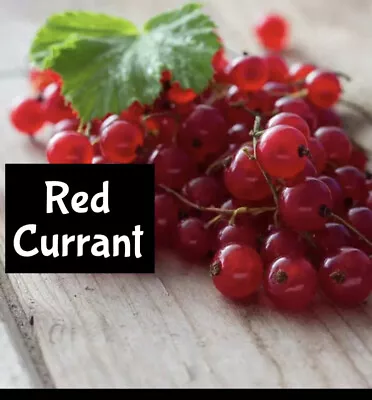 RED CURRANT  Perfume Cologne Beard Bath Oil Lotion EDP  Glow Body Splash Room • $5.50