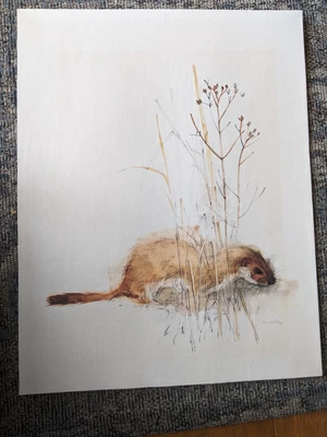 £2.99 • Buy Antique Art: Watercolour Painting/print Of Weasel. Artist: Mads Stage