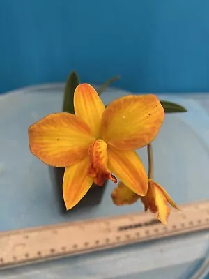 Cattleya Pole Star ‘Mirtha Isabel’ X ‘Sebastian Ferrell’ Yellow Orange NBS 2” Pt • $36.81