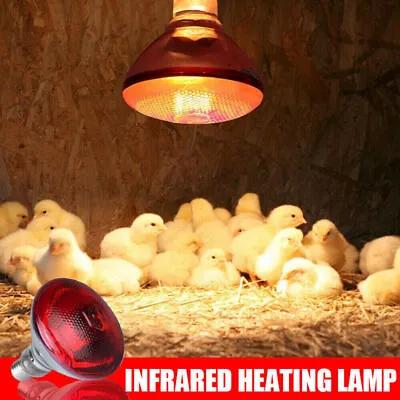 INFRA RED HEAT BULB LAMP RUBY 250W Poultry Chick Brooder Lambs Livestock UK • £5.99