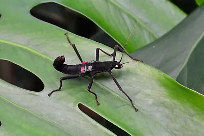 £7 • Buy Black Beauty Stick Insect Nymph (Pairs)