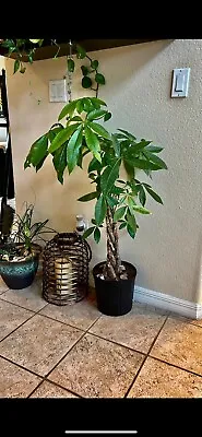 Money Tree / Feng Shui Plant / Good Luck Tree • $70