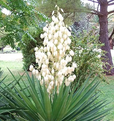 RARE YUCCA ALOIFOLIA @j@ Spanish Bayonet Agave Garden Dagger Plant Seed 15 SEEDS • £8.54