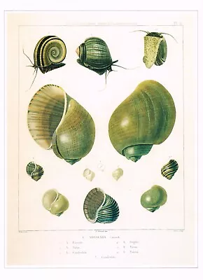 Giant Apple Snail Shells Vintage 1991 Shell Print C. Pierre Old Picture CNHPS#89 • $4.96