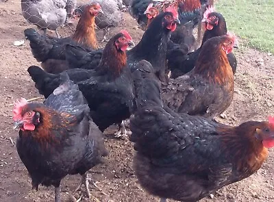 6 Fertile Hatching Eggs Mix Of Maran Pure Breeds - CuckooblueSplash Black • £24.99