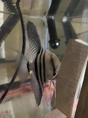 Live Blue Zebra Angel Fish (dime Size) • $15