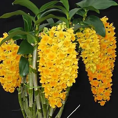 $75 • Buy FPOrchids Dendrobium Densiflorum X Den. Amabile 'Nice'