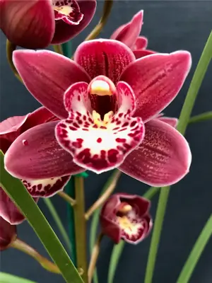 Cymbidium Orchid Warringah Claret 'Kelly Lee' 100mm Pot • $14