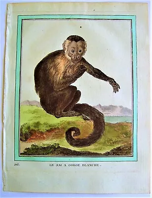 Buffon Original Antique Hand Colored Monkey Engraving: Paris 1770-1786 • $40