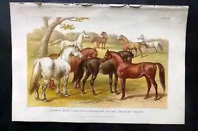 Goldsmith 1876 Antique Print. Race Horse Hunter Suffolk Arab Shetland Pony • £22