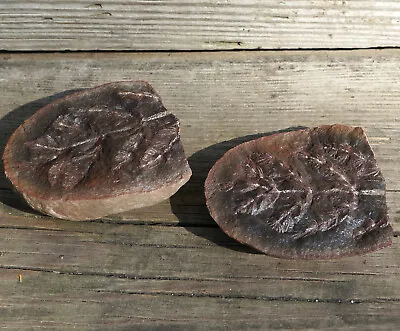 ASTEROPHYLLITES Pennsylvanian Plant Fossil Pair 3.2  / 82mm - Mazon Creek IL • $48