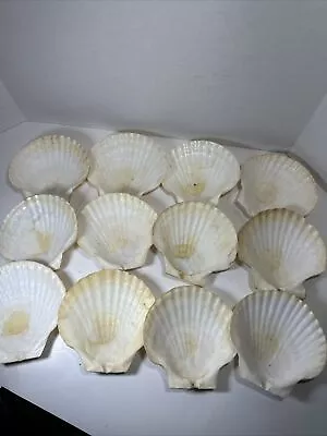 Real Scallop Shells - Lot Of 12- Approx 5.5” • $15