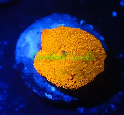 Cornbred's Rainbow Jawbreaker Mushroom - WYSIWYG - Frag - LIVE CORAL • $149.99