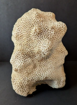 $79 • Buy Large Natural BRAIN CORAL Fossil Specimen Sea Ocean Beach House Aquarium 5 Lbs